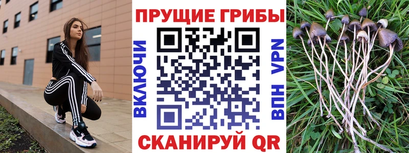 Псилоцибиновые грибы прущие грибы  Шимановск 